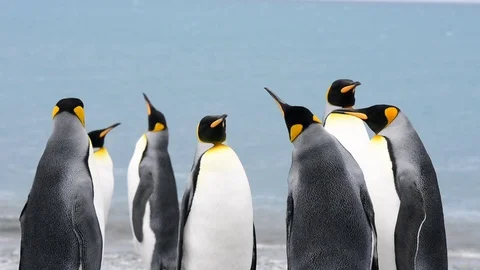 King Penguins on the beach Stock Footage 95391338