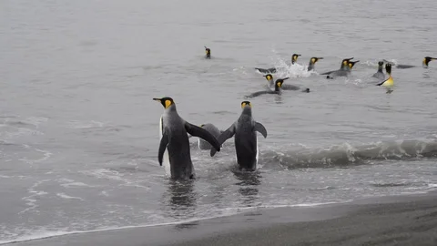 King Penguins on the beach Stock Footage 95392223