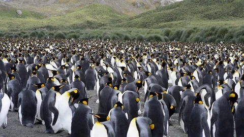King Penguins on the beach Stock Footage 95393027