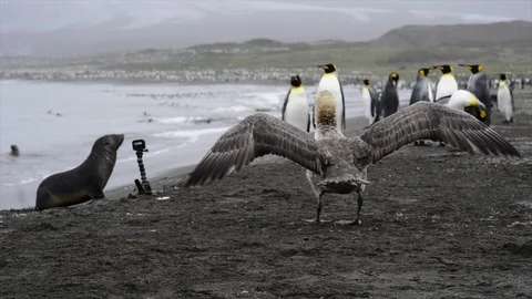 King Penguins on the beach Stock Footage 100631265