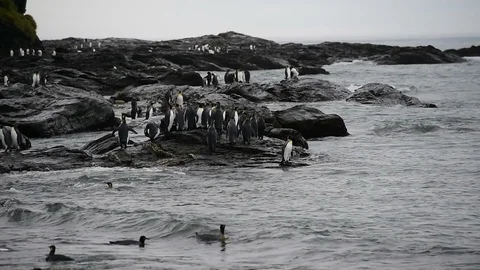 King Penguins on the beach Stock Footage 113878830