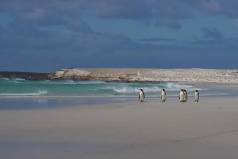 King Penguins on a Beach Stock Photos