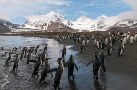 King Penguins on the beach Stock Photos