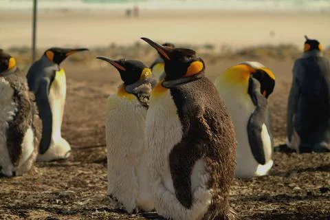 King penguins on the beach. Stock Photos
