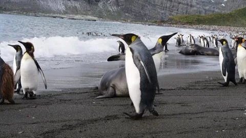 King Penguins on the beach at Salisbury Plane in South Georgia Stock Footage 242570673