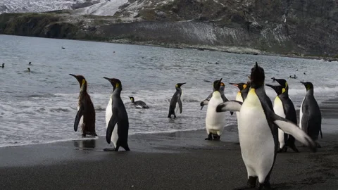 King Penguins on the beach at Salisbury Plane in South Georgia Stock Footage 242574792