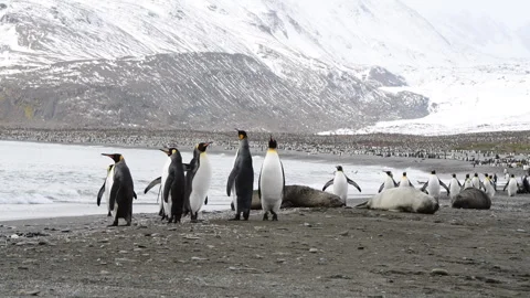 King Penguins on the beach at Salisbury Plane in South Georgia Stock Footage 242575281