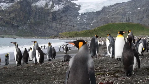 King Penguins on the beach at Salisbury Plane in South Georgia Stock Footage 242577755