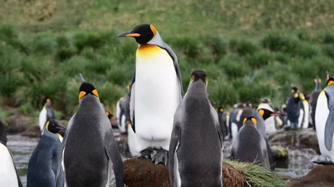 King Penguins on the beach at Salisbury Plane in South Georgia Stock Footage 255751804
