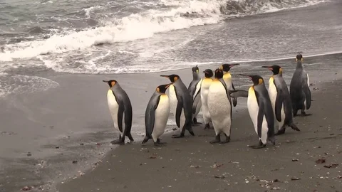 King penguins on beach shore Stock Footage 83139535