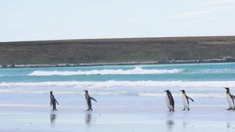 King Penguins on Beach Walk Along Shore Camera Pan Across Follow Them Stock Footage 277918392