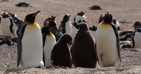King penguins with big chicks on beach / Falkland islands Stock Footage 271206811
