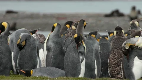 King penguins catastrophic molt Stock Footage 138038013