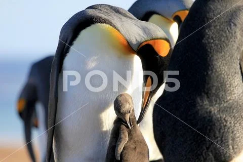 King penguins with chick, aptenodytes patagonicus, Saunders, Falkland Islands Stock Photos