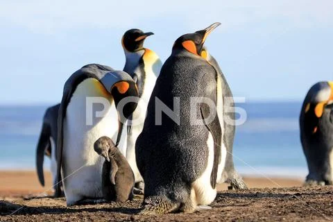 King penguins with chick, aptenodytes patagonicus, Saunders, Falkland Islands Stock Photos