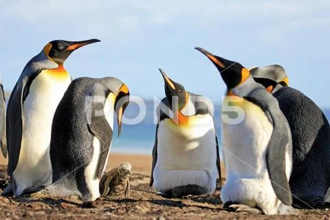 King penguins with chick, aptenodytes patagonicus, Saunders, Falkland Islands Stock Photos