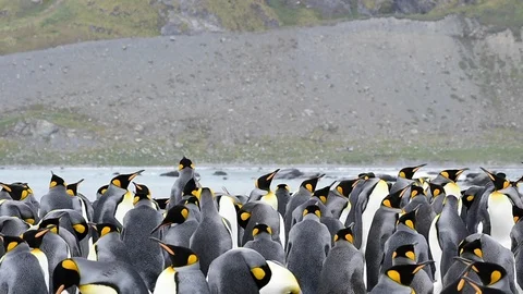 King Penguins with chick Stock Footage 87962533