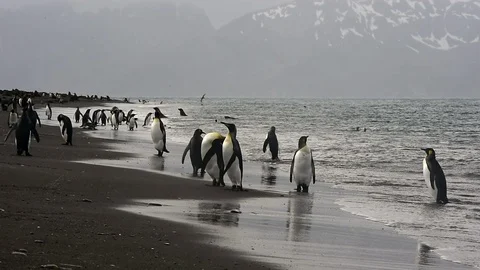 King Penguins with chick Stock Footage 90497464