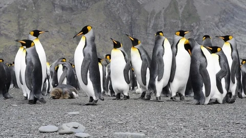 King Penguins with chick Stock Footage 94688080