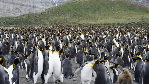 King Penguins with chick Stock Footage 94688386