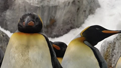 King Penguins close-up Video stock 106778740