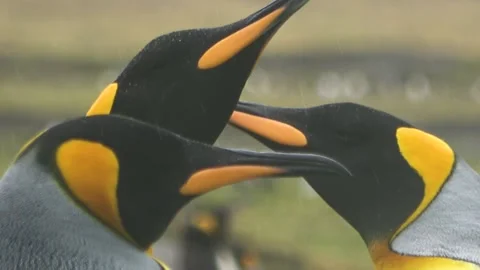 King penguins close-up in rain behavior, South Georgia, 4K Stock Footage 332333808