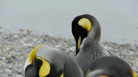 King Penguins closeup Stock Footage 11958496