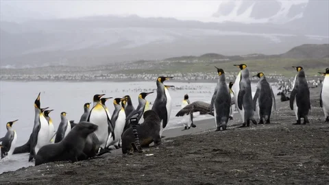 King Penguins colony on the beach Stock Footage 105570417