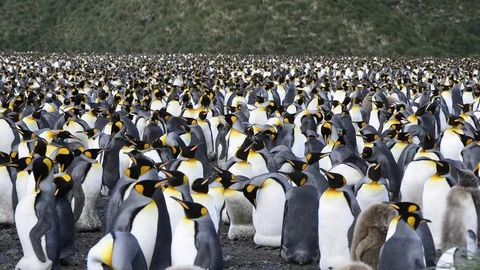 King Penguins colony on the beach Stock Footage 107621224