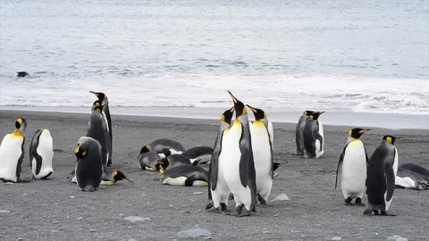 King Penguins colony on the beach Stock Footage 107702045