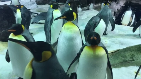 King penguins colony Stock Footage