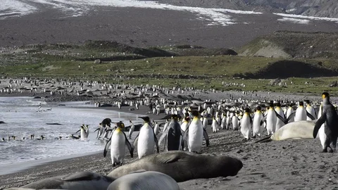 King Penguins colony Stock Footage 95033295