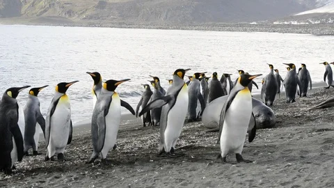 King Penguins colony Stock Footage 95033815
