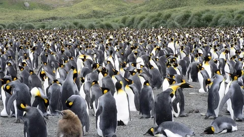King Penguins colony Stock Footage 95034169