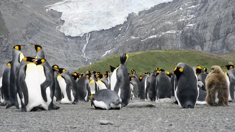 King Penguins colony Stock Footage 95034446