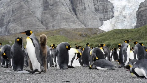 King Penguins colony Stock Footage 95035243