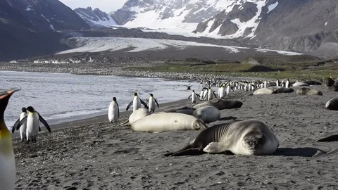 King Penguins colony Stock Footage 95035779