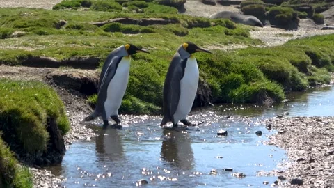 King penguins crossing stream group South Georgia, 4K Stock Footage 332359156