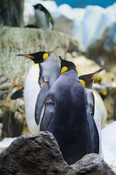King penguins in different poses with another one in the background out of fo Stock Photos