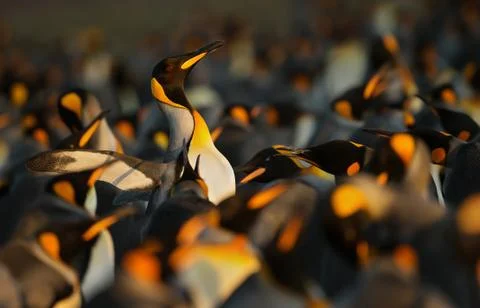 King penguins displaying aggressive behavior towards another King penguin Stock Photos