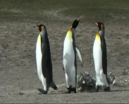 King penguins Video stock 128435