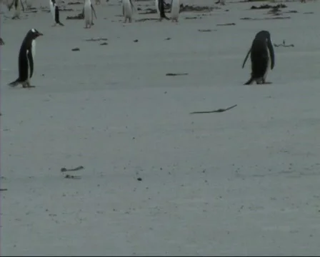 King penguins Stock Footage 128584