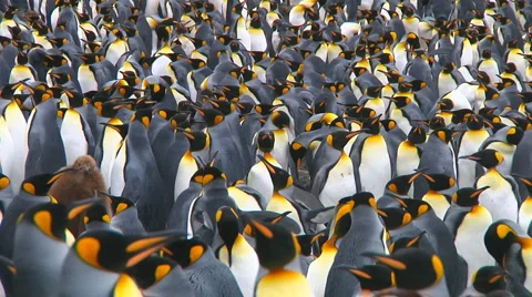 King penguins Video stock 1395759