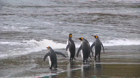 King penguins Stock Footage 1399786