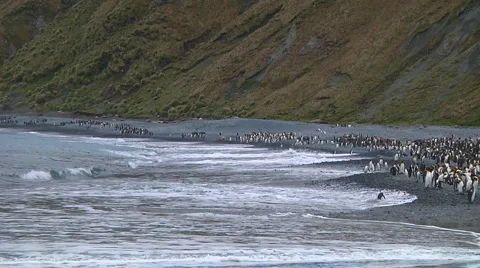 King penguins Video stock 1400403