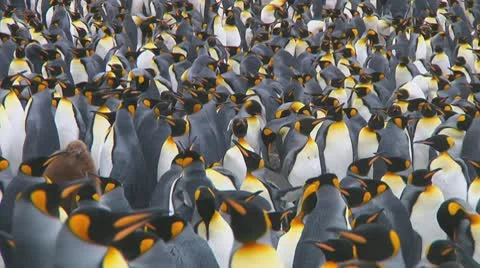 King penguins Stock Footage 10766832