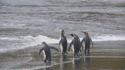 King penguins Stock Footage 10766925