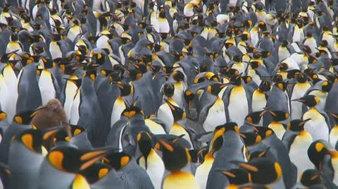 King penguins Stock Footage 10767786