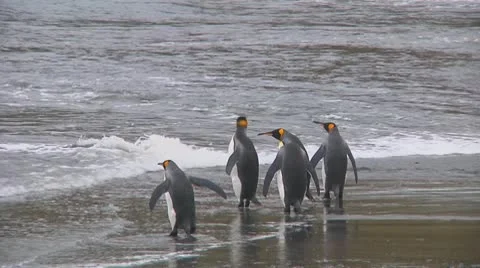 King penguins Stock Footage 10767824