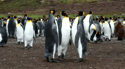 King Penguins Stock Footage